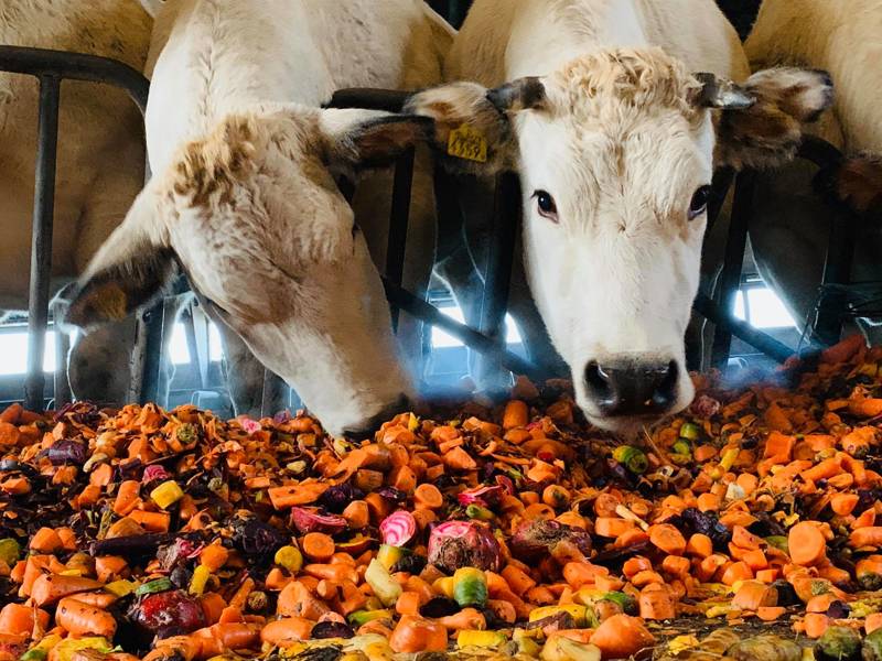 Strandurlaub Callantsoog LekkerNaarZee